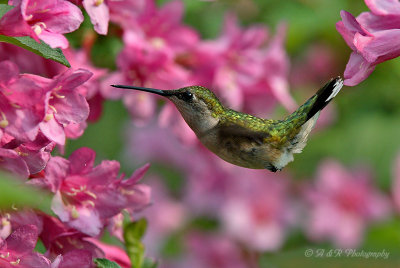 Hummingbird 4 pb.jpg