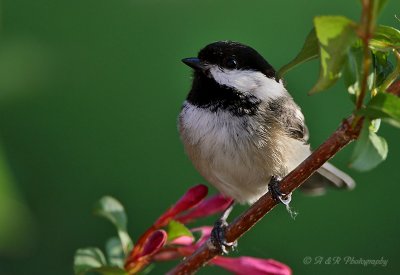 Black- capped Chickadee pb.jpg