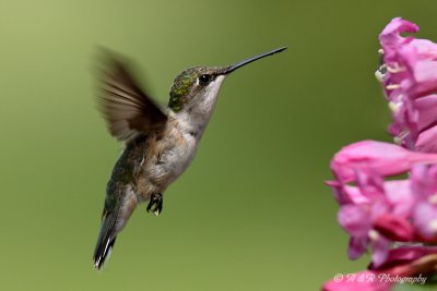 Hummingbird7 pb.jpg