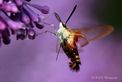 Hummingbird Moth 5 pb.jpg