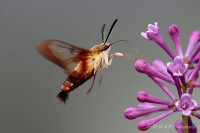 Hummingbirdmoth3 pb.jpg