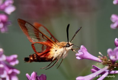 Hummingbird moth 4 pb.jpg