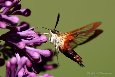 Hummingbird Moth2 pb.jpg