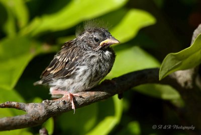 Chipping Sparrow fledgling pb.jpg