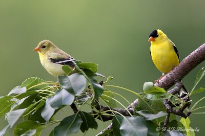 Goldfinch pair pb.jpg