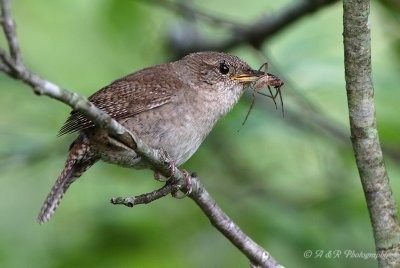 House Wren pb.jpg