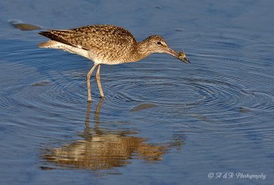 Willet with a crab pb.jpg