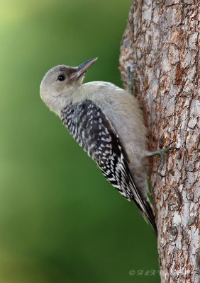 Red Bellied fledgling pb.jpg