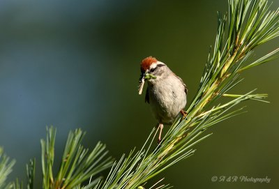 Chipping Sparrow pb.jpg