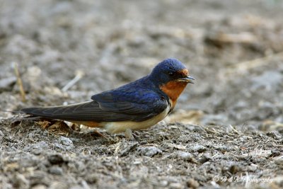 Barn Swallow pb.jpg