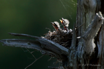 Eastern Kingbird babies pb.jpg
