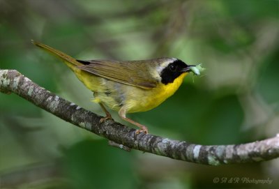 Common Yellowthroat pb.jpg