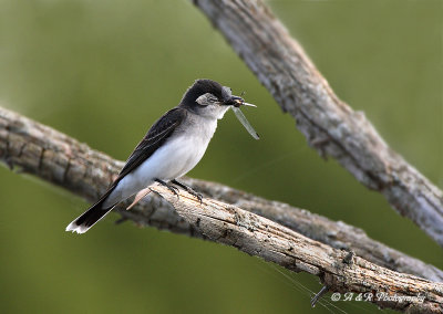 Eastern Kingbird pb.jpg