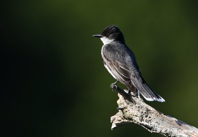 Eastern Kingbird 3 pb.jpg