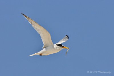 Least Tern pb.jpg