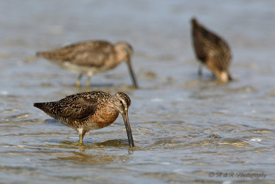 Short-billed Dowitcher pb.jpg