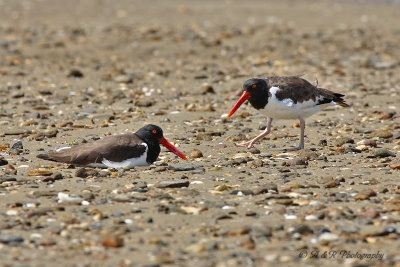 American Oystercatchers pb.jpg