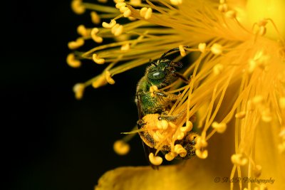 Green Bee pb.jpg
