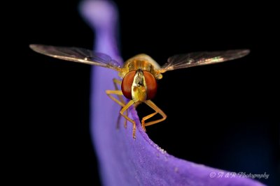 Hover Fly 4 pb.jpg