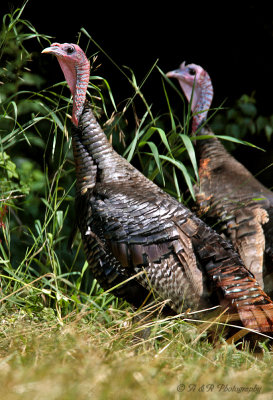 Turkeys pb.jpg