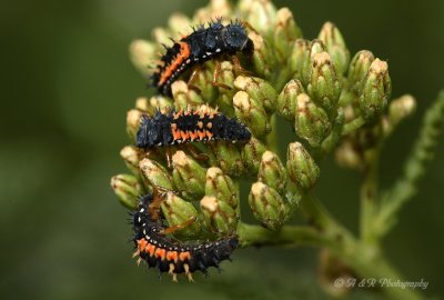 Lady bug larvae pb.jpg