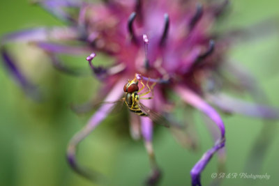Hoverfly on flower pb.jpg