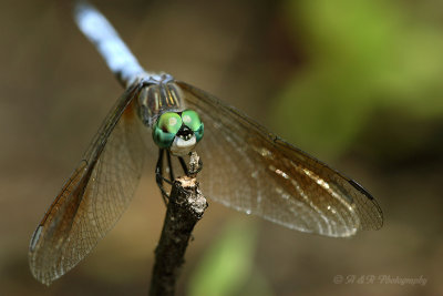 Dragonfly pb.jpg