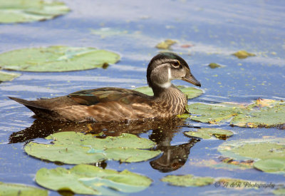 Wood Duck in Eclipse