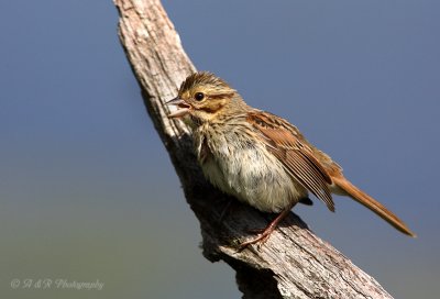 Song Sparrow pb.jpg