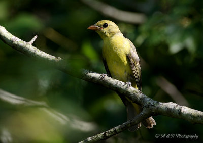 Female Scarlet Tanager pb.jpg