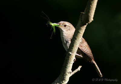 House Wren pb.jpg