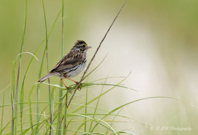 Savannah Sparrow pb.jpg