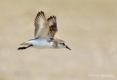 Sandpiper in flight pb.jpg