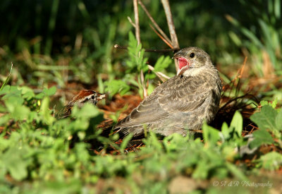 Chipping Sparrow feeding a Cowbird fledgling pb.jpg
