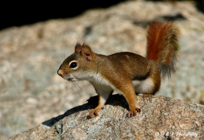 Red Squirrel 2 pb.jpg