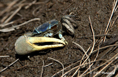 Fiddler Crab pb.jpg