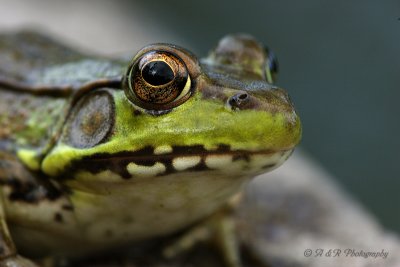 Green Frog 6pb.jpg