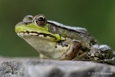 Green Frog 4 pb.jpg