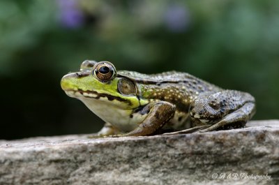 Green Frog 3 pb.jpg