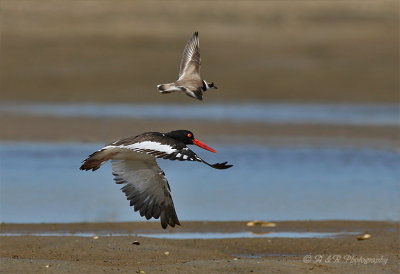 Oyster Catcher and Semipalmated Plover pb.jpg