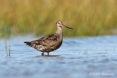 Hudsonian Godwit pb.jpg