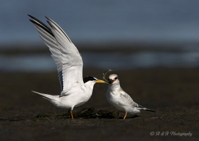 Least Tern feeding juvenile pb.jpg
