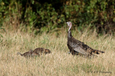 Wild Turkey and young pb.jpg