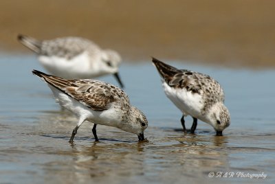 Sanderlings pb.jpg