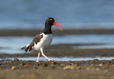 Oystercatcher 3 pb.jpg