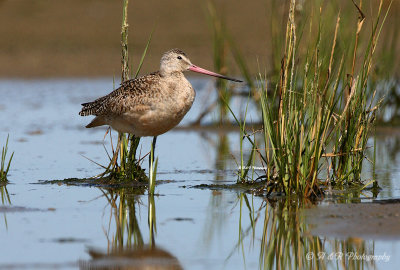 Hudsonian Godwit 2 pb.jpg