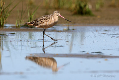 Hudsonian Godwit 3 pb.jpg