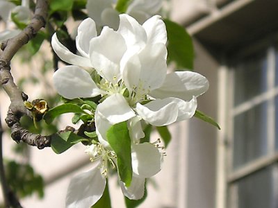 cherry4.jpg