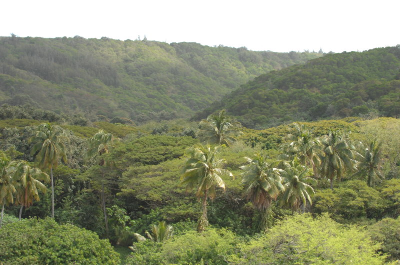 Maui