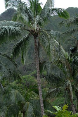 Palm Tree, Iao Valley Park